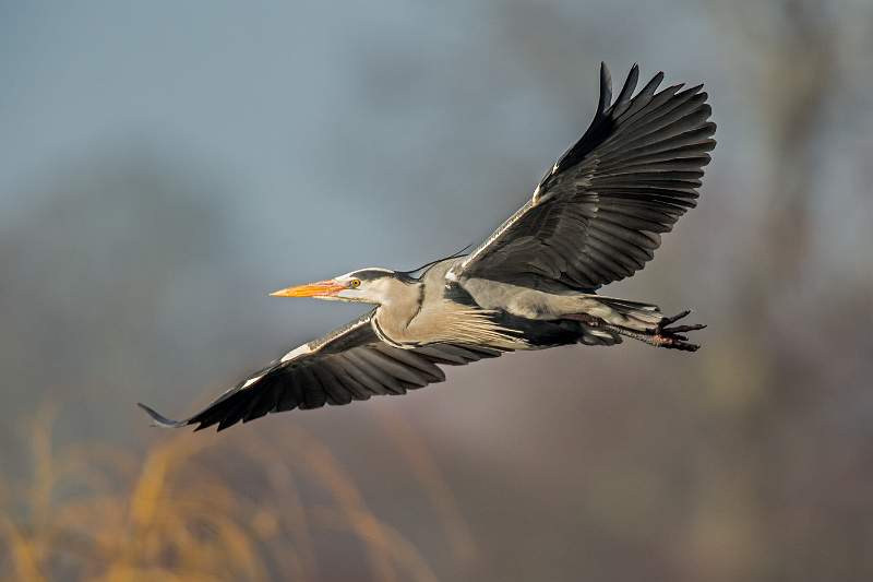 Heron In Flight.jpg - Colour Exhibition Print